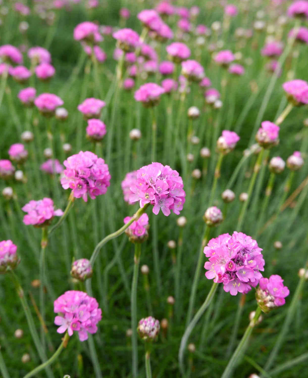 Armeria Maritima 'Splendens' | 5 x Plug Plants | Pink