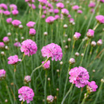 Armeria Maritima 'Splendens' | 10 x Plug Plants | Pink