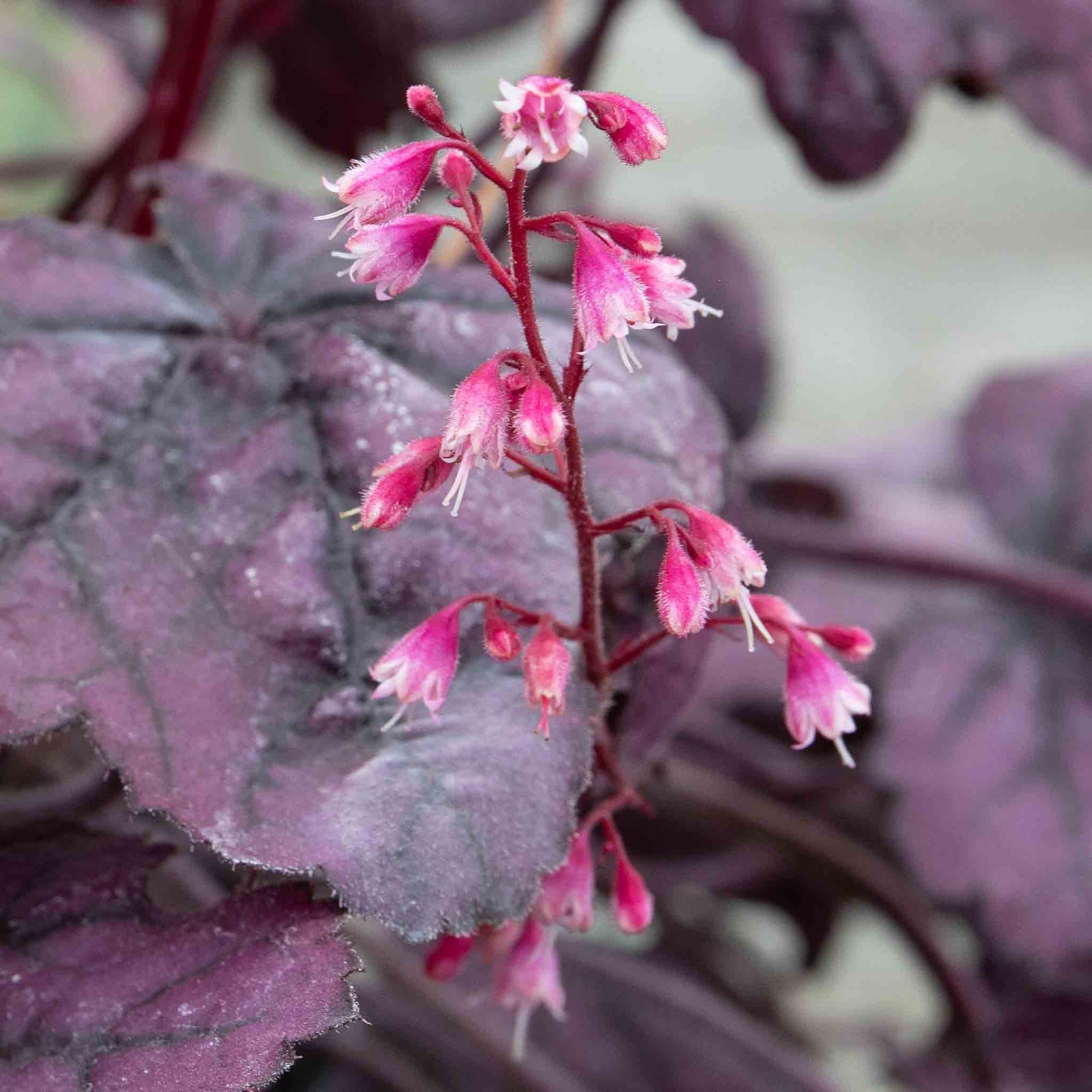Heuchera 'wild Rose', Rose-purple Foliage And Rose-pink Summer Blooms | 6 x Jumbo Plugs | Multi