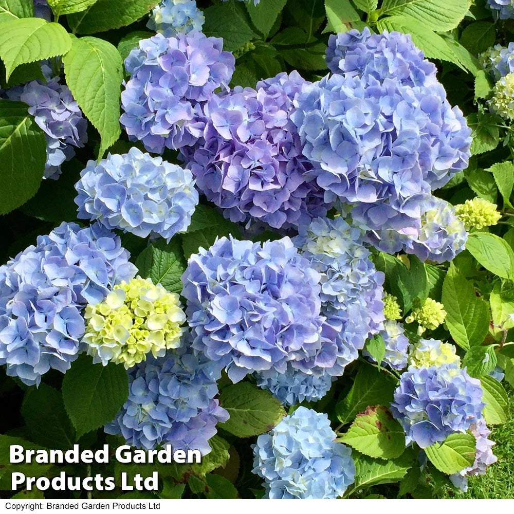 Thompson & Morgan Hydrangea Early Blue 10.5cm Pot