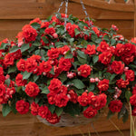 Busy Lizzie (impatiens) Double Bright Red | 6 x Plug Plants | Bright Red