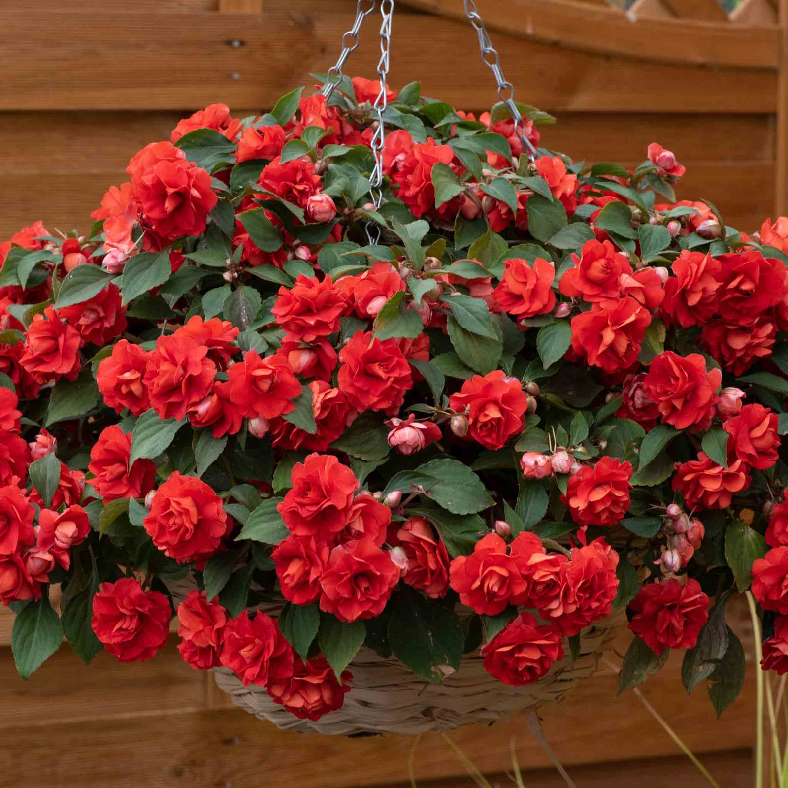 Busy Lizzie (impatiens) Double Bright Red | 12 x Plug Plants | Bright Red