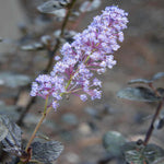 Ceanothus Tuxedo - Chocolate Leaf Californian Lilac - 9cm pot | 3 x 9cm | Blue