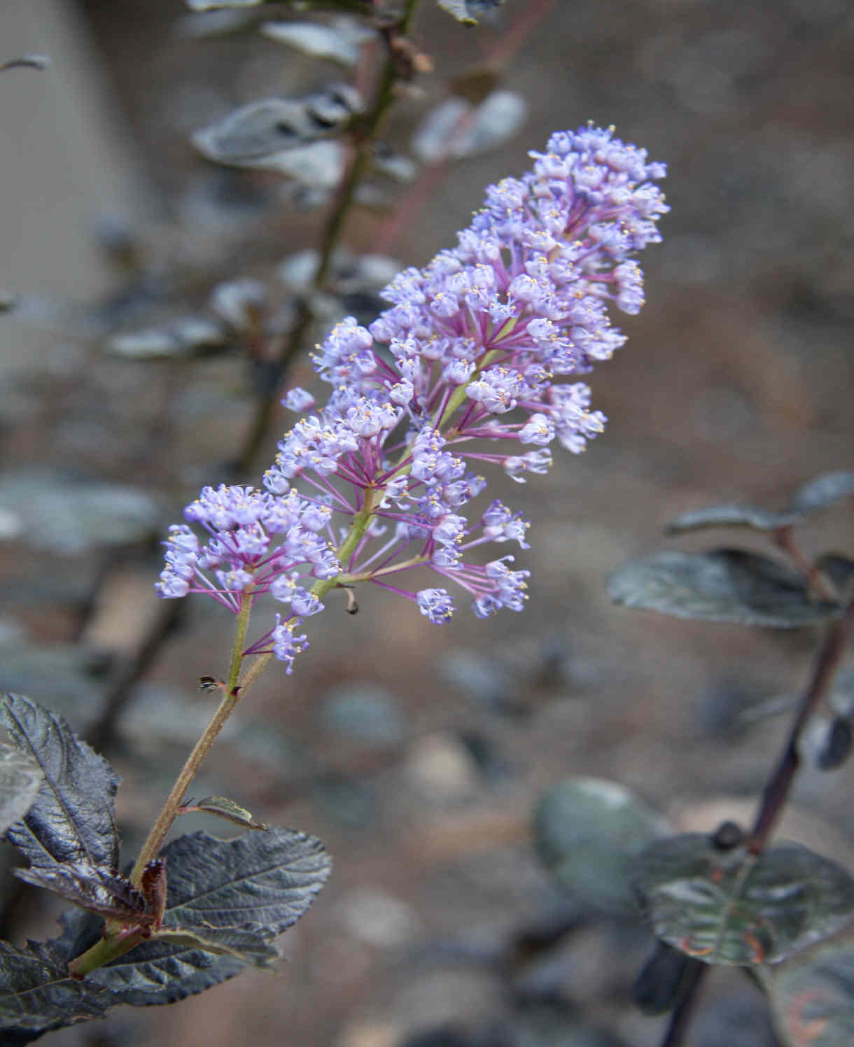 Ceanothus Tuxedo - Chocolate Leaf Californian Lilac - 9cm pot | 3 x 9cm | Blue
