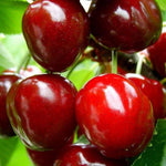 Dwarf Patio Sunburst Cherry Fruit Tree 3-4ft Supplied In A 5 Litre Pot