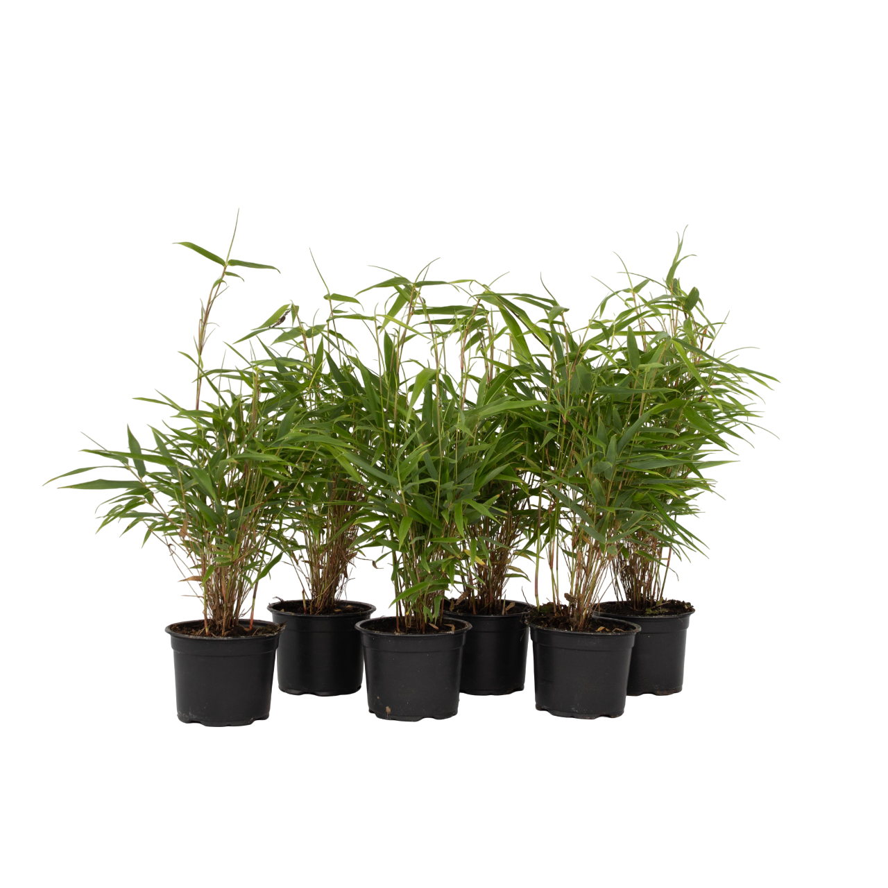 Dragonhead Bamboo - 6 Pcs. - Fargesia Rufa - Height 25-40cm - ⌀13cm | Set of 6 | Green