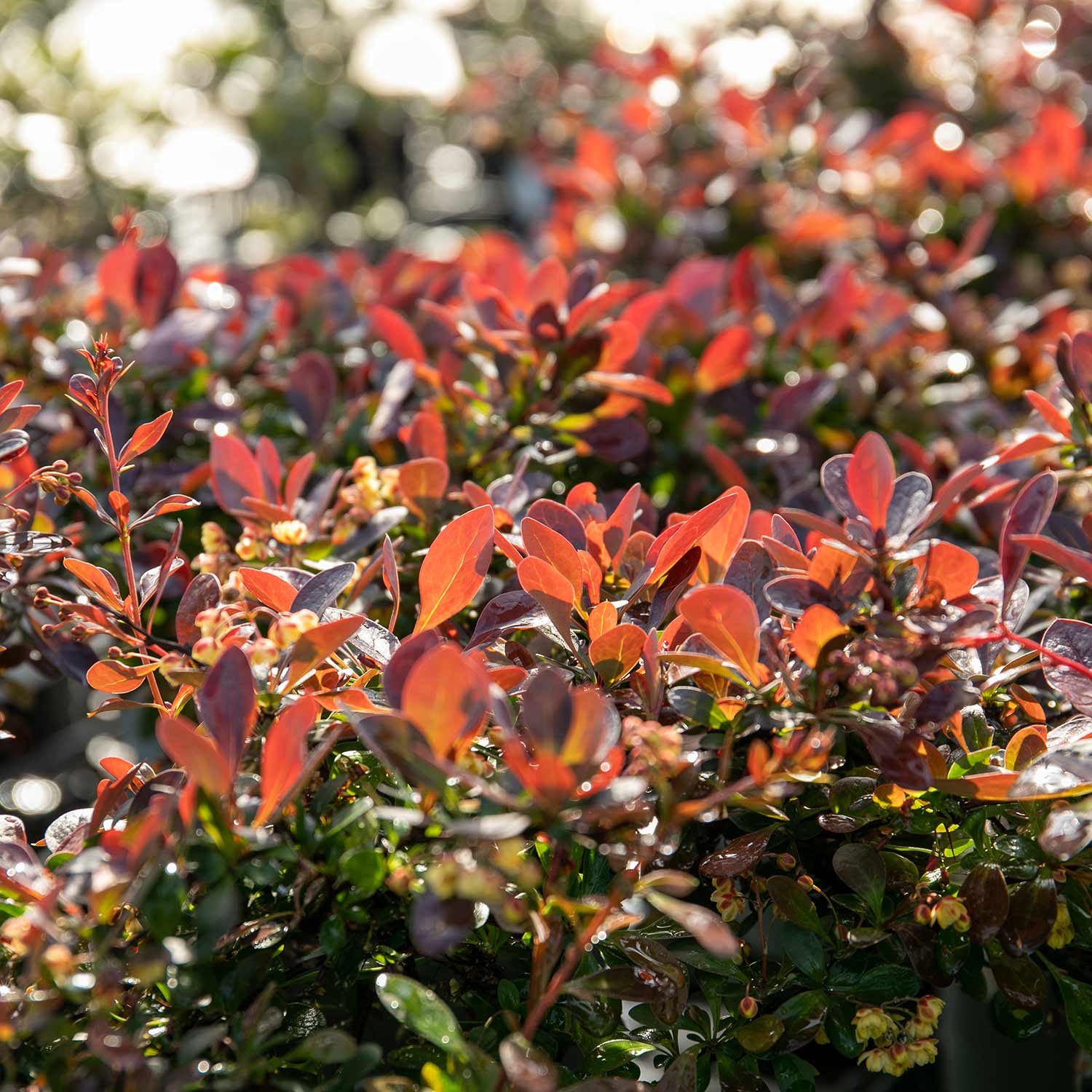 Berberis Thunbergii 'atropurpurea Nana' | 1 x 3L | Neon Orange