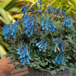 Corydalis 'blue Heron' Bright Blue Fragrant Shade Perennial | 3 | Bright Green