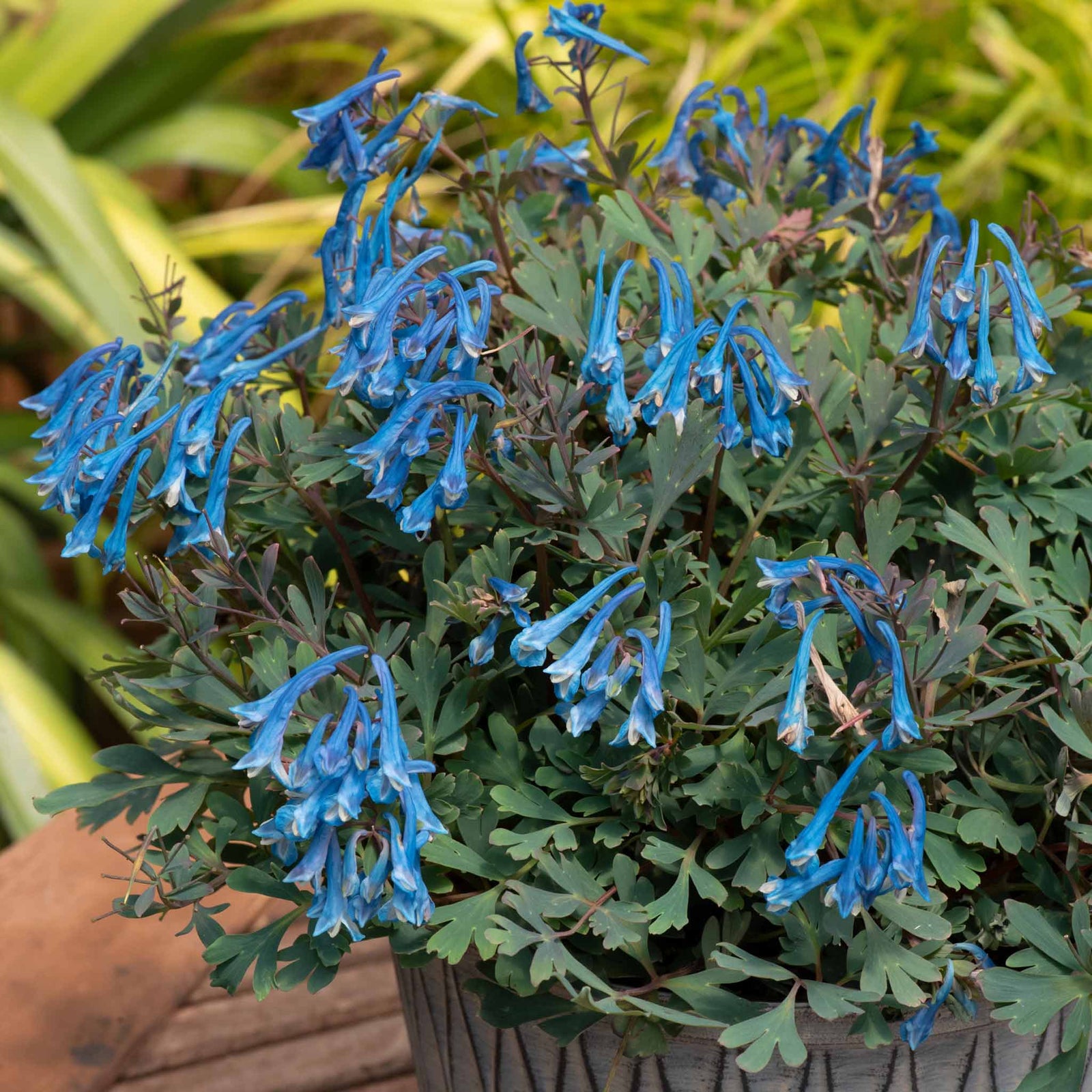 Corydalis 'blue Heron' Bright Blue Fragrant Shade Perennial | 6 x 3 x 2m | Bright Green