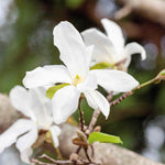 Magnolia 'stallata' (star Magnolia) Compact Spring-flowering Shrub Plant | 2.5l | White