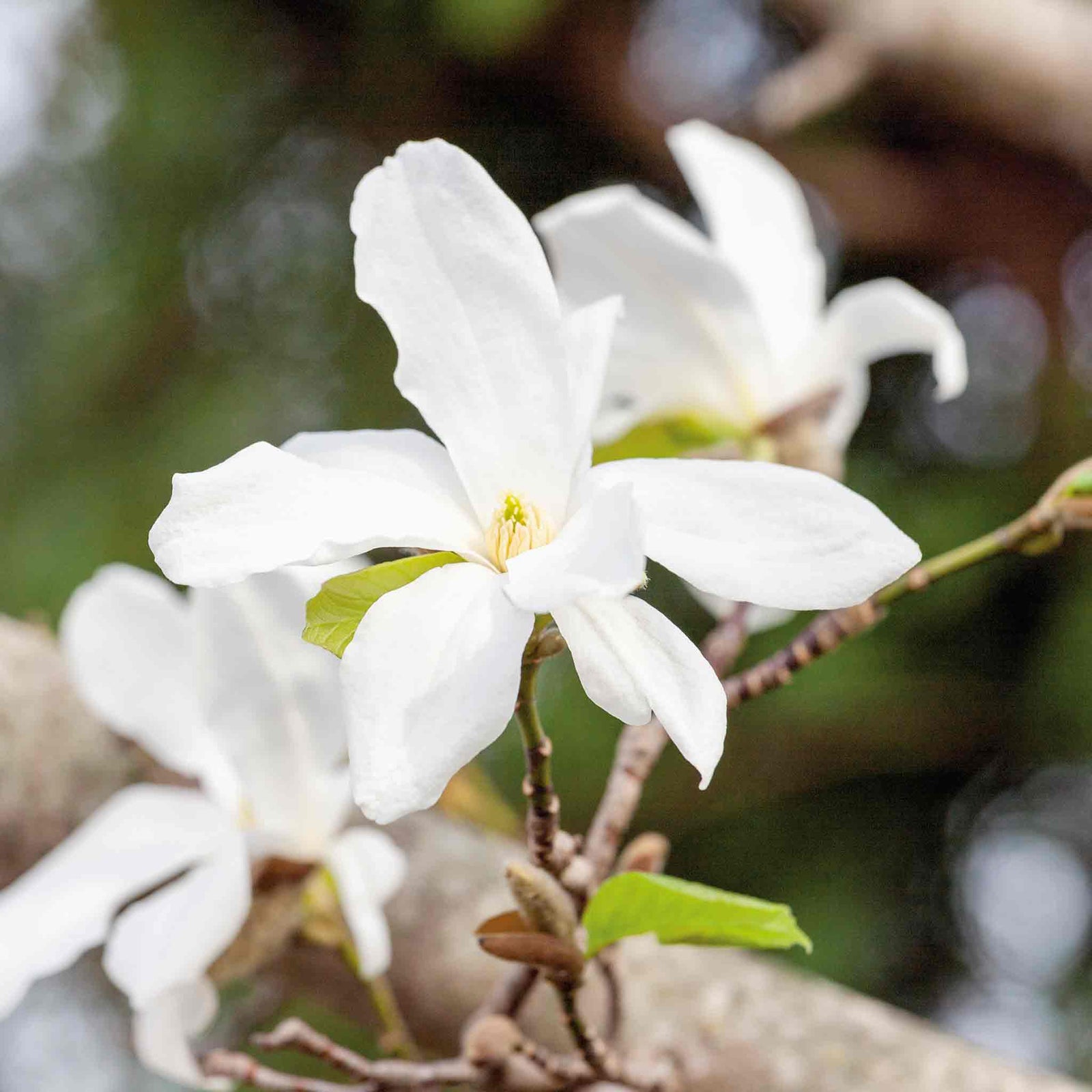 Magnolia 'stallata' (star Magnolia) Compact Spring-flowering Shrub Plant | 1 x 7.5L | White