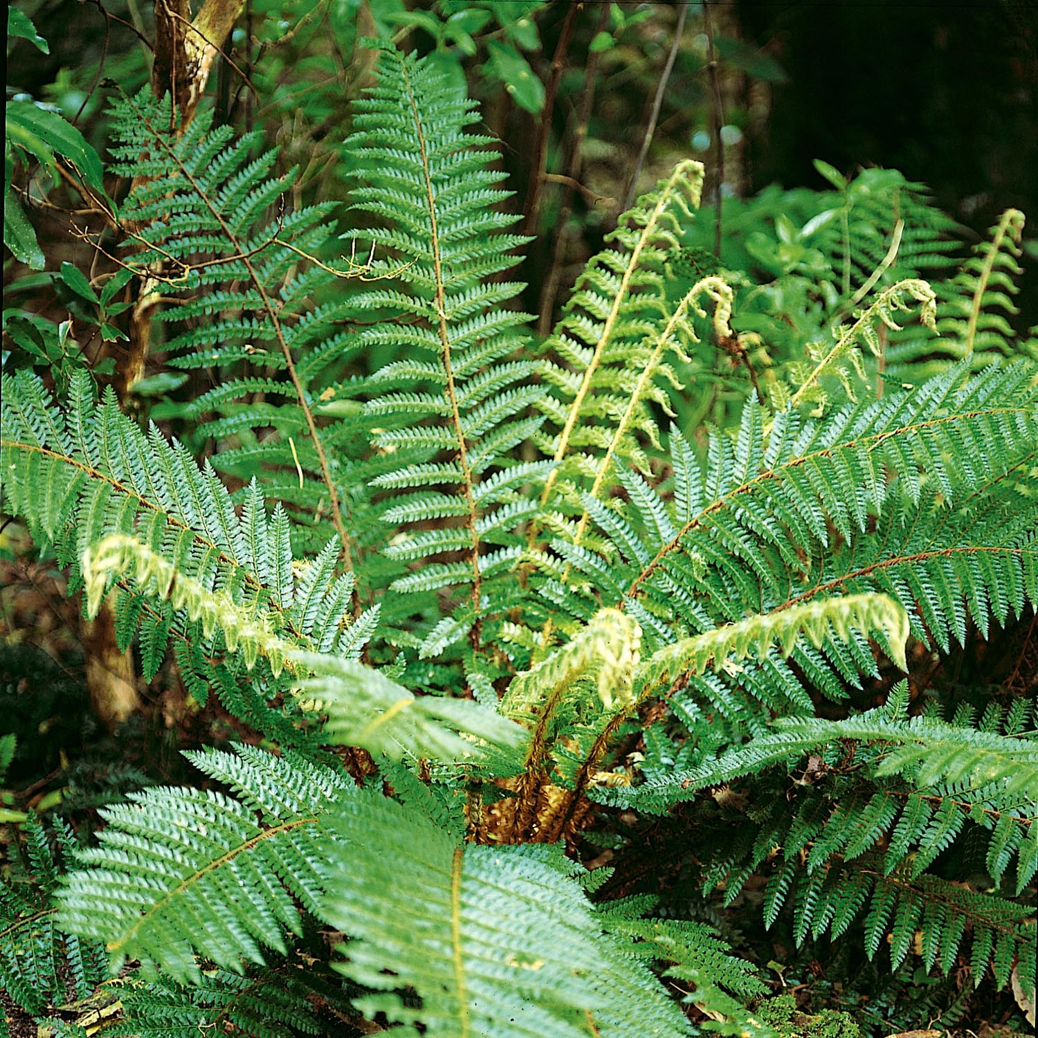 Japanese Lace Fern (evergreen, Rhs Agm) | 1 x 9cm | Green