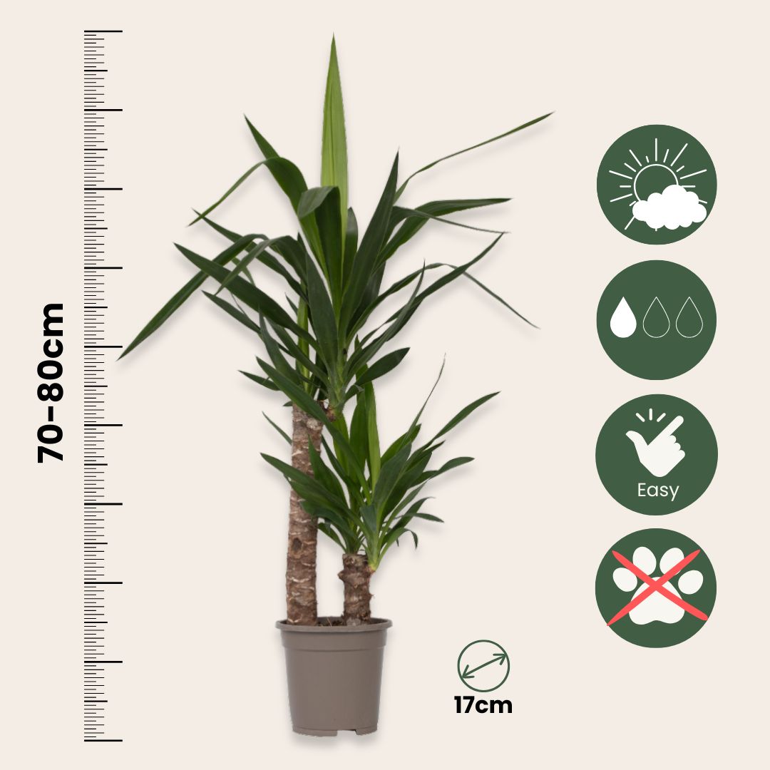 Common Yucca - 2 Pcs. - Yucca Elephantipes - Height 70-80cm - ⌀17cm | Set of 2 | Green