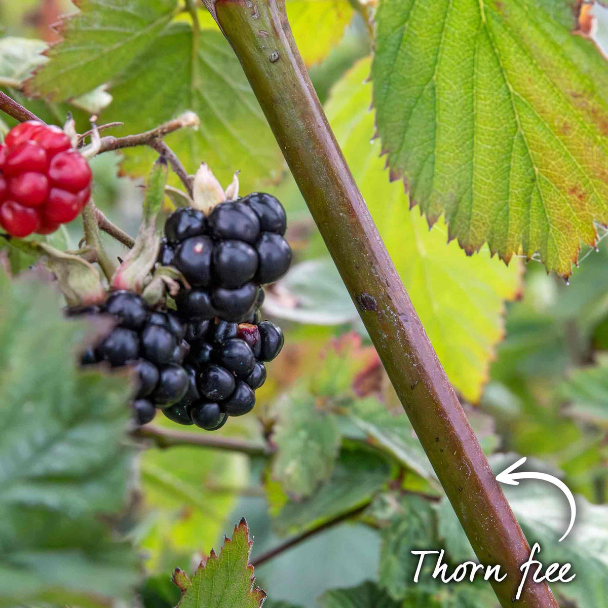 Blackberry 'loch Tay' - Thornless, Compact, High-yield 2 Litre Plants | Set of 3 | Multi