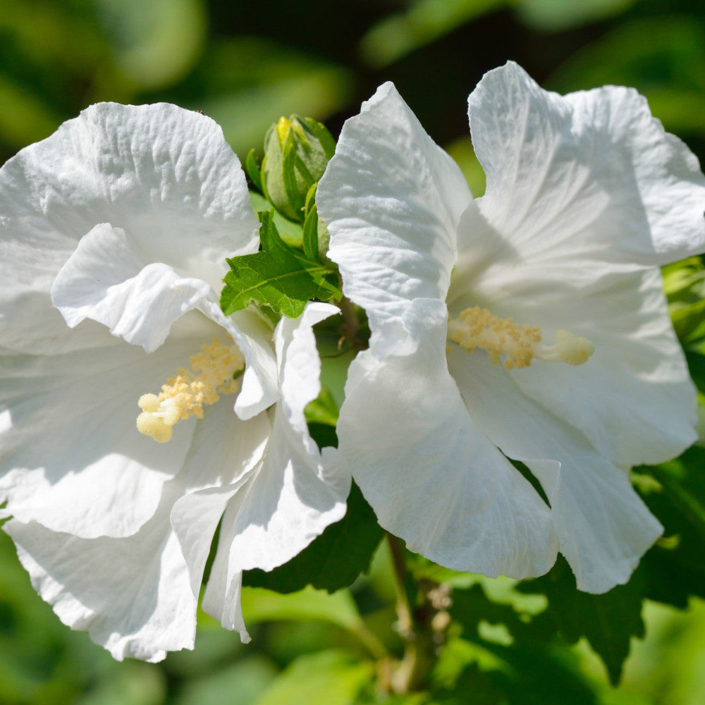 Hibiscus Flower Tower White - Enjoy An Impressive Display Of White Blooms With The Easy To Grow Shrub 1 X 9cm Pot