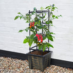 Bronze Effect Trellis Planter For Tomatoes And Climbing Plants