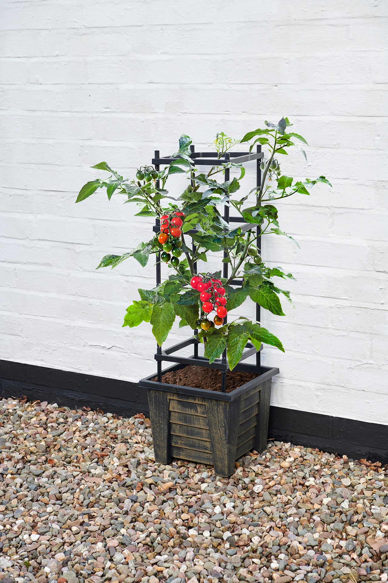 Bronze Effect Trellis Planter For Tomatoes And Climbing Plants