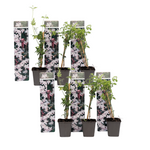 Star Of Jasmine - Jasminum 'officinale' - Height 25-40cm - ⌀9cm | Set of 6 | White