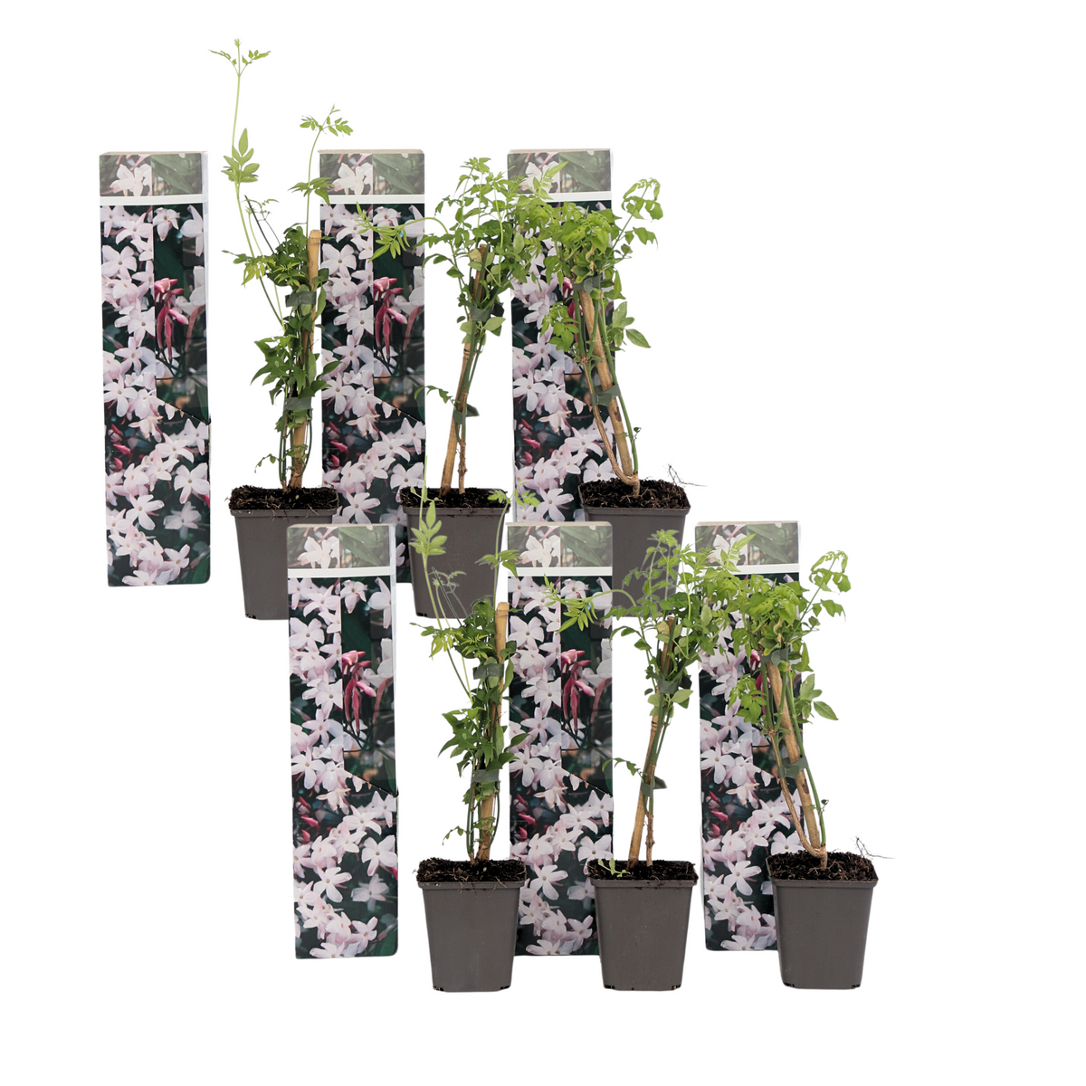 Star Of Jasmine - Jasminum 'officinale' - Height 25-40cm - ⌀9cm | Set of 6 | White