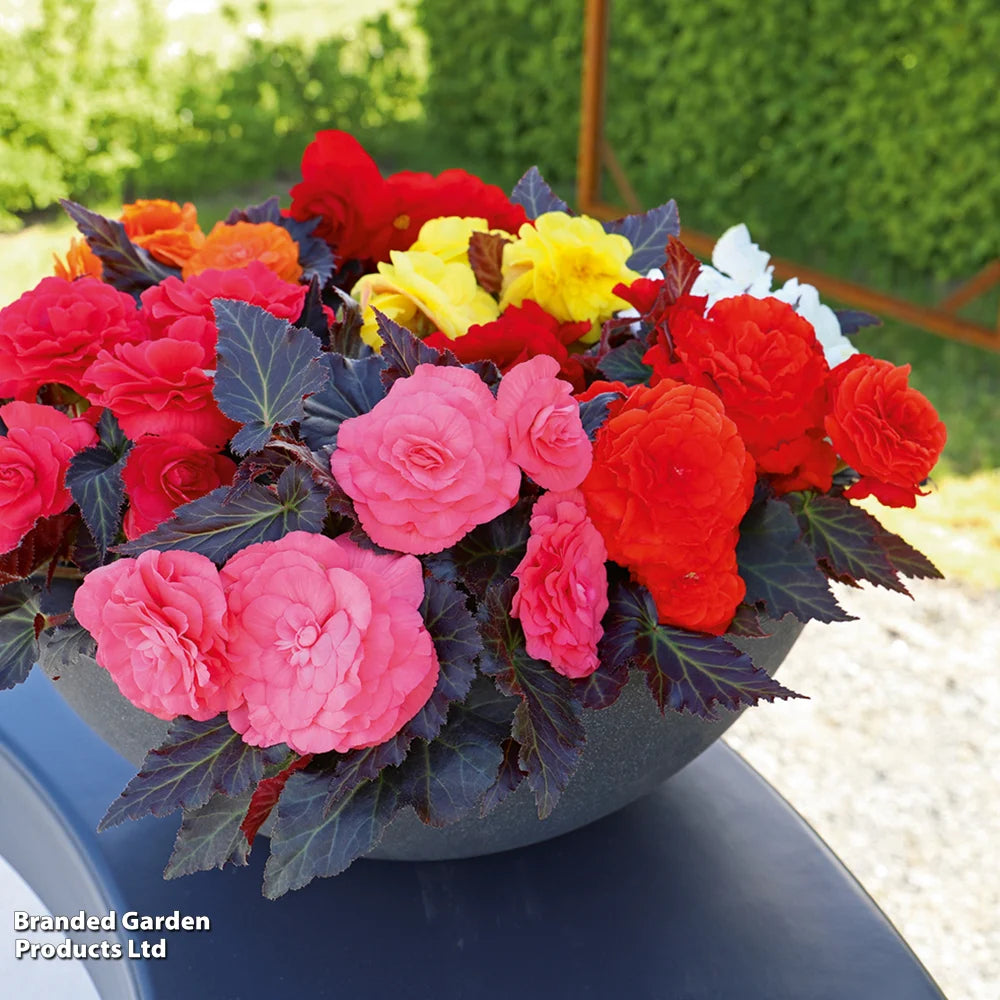 Begonia Nonstop Mocca Mixed Garden Ready Plants | 24 x Garden Ready Plants