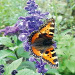 Thompson & Morgan Salvia Plant X Nemerosa Caradonna 9cm Pot X 1
