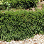 Ground Cover Garden Border Mix Large Mature Plants Supplied In 3 Litre Pots | Set of 12