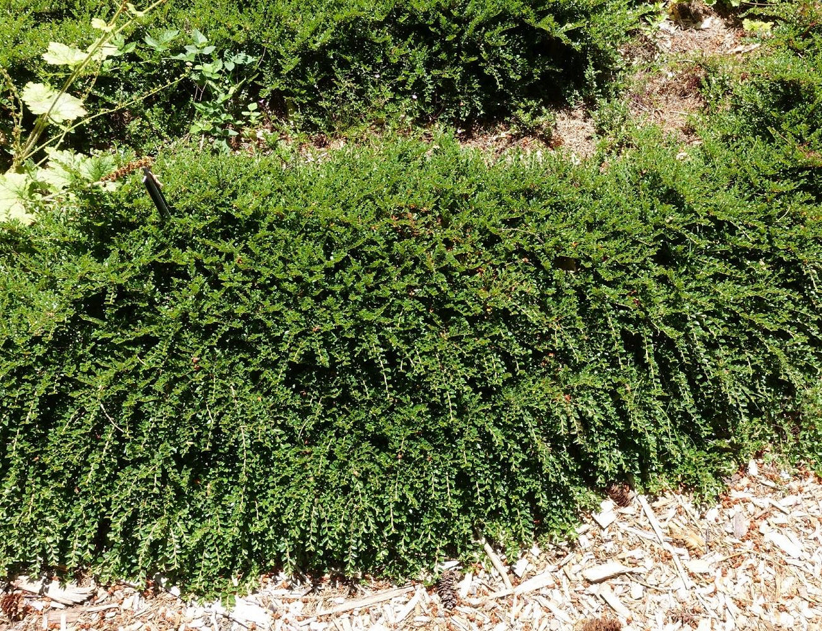Ground Cover Garden Border Mix Large Mature Plants Supplied In 3 Litre Pots | Set of 12