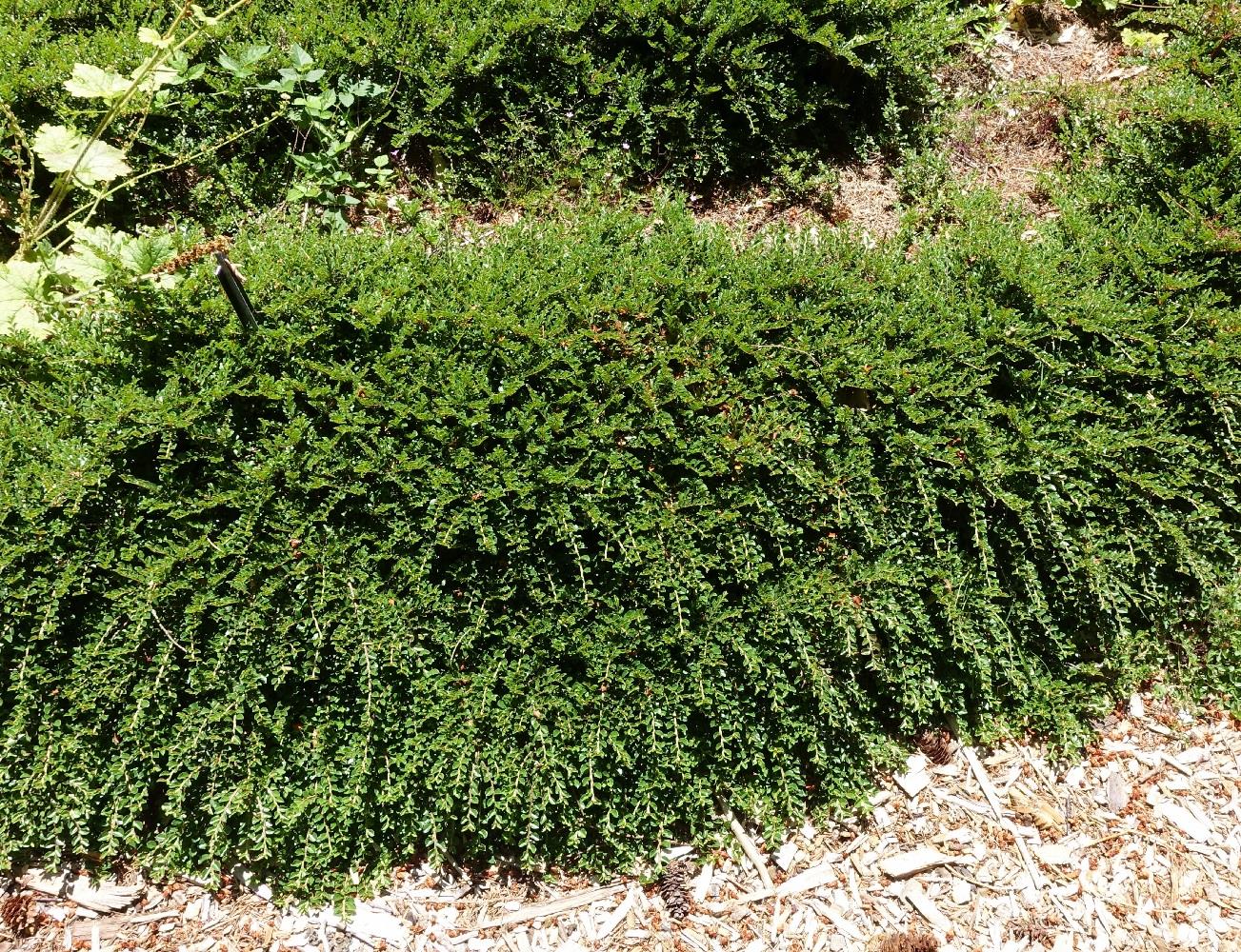 Ground Cover Garden Border Mix Large Mature Plants Supplied In 3 Litre Pots | Set of 24