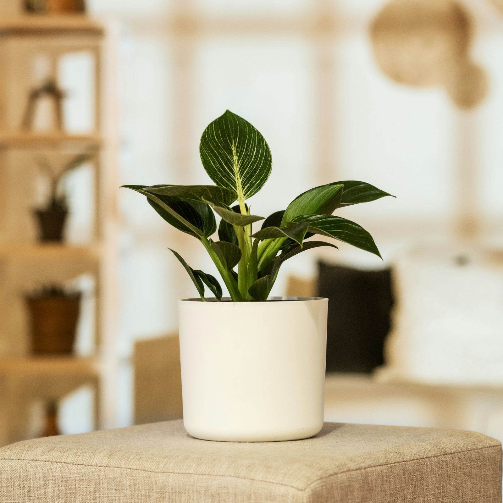 Sweetheart Plant - 2 Pcs. - Philodendron 'white Wave' - Height 25-40cm - ⌀12cm | Set of 2 | Green