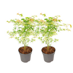 Japanese Maple - Acer Palmatum 'Orange Dream' - Height 60-70cm - ⌀19cm | Set of 2 | Green