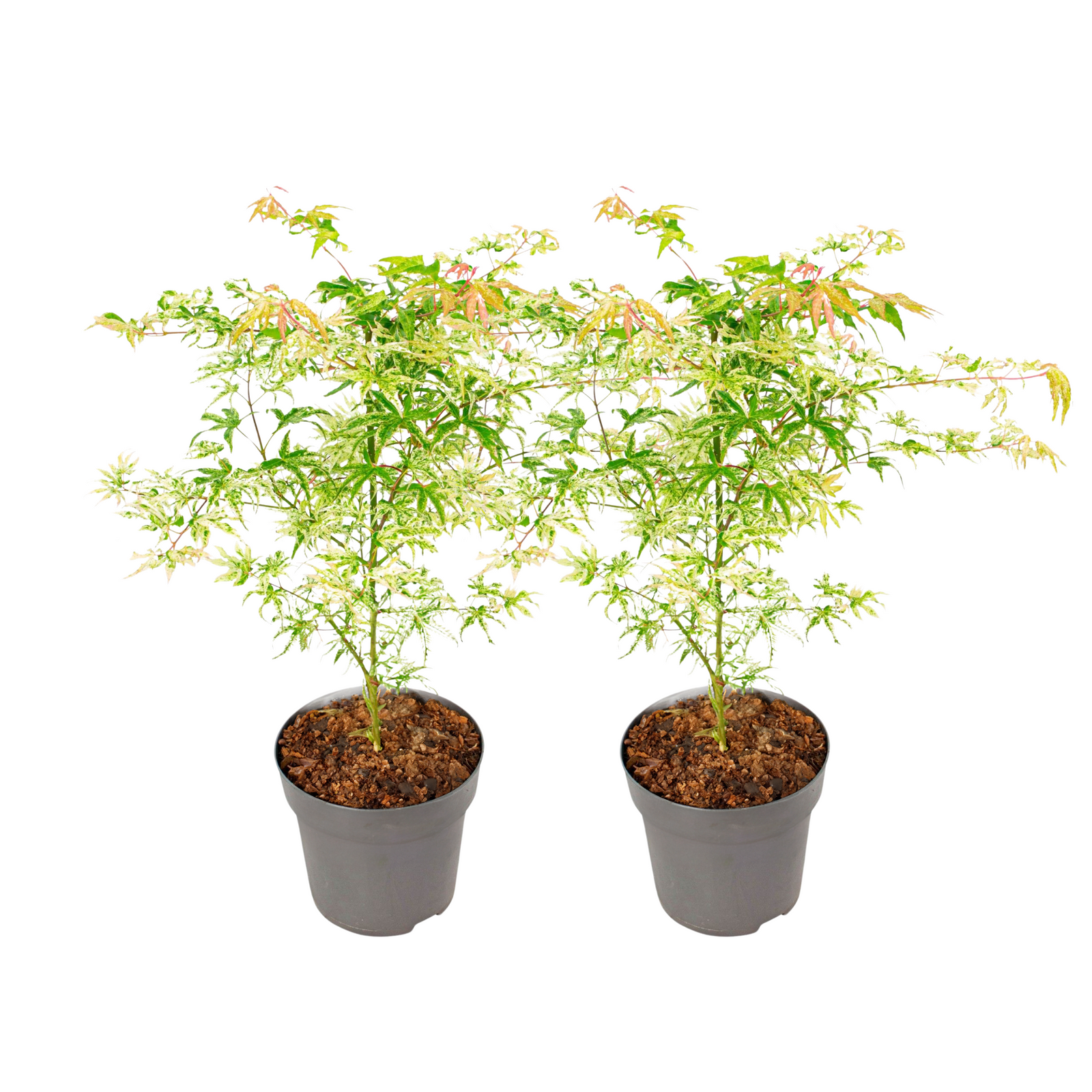 Japanese Maple - Acer Palmatum 'Orange Dream' - Height 60-70cm - ⌀19cm | Set of 2 | Green