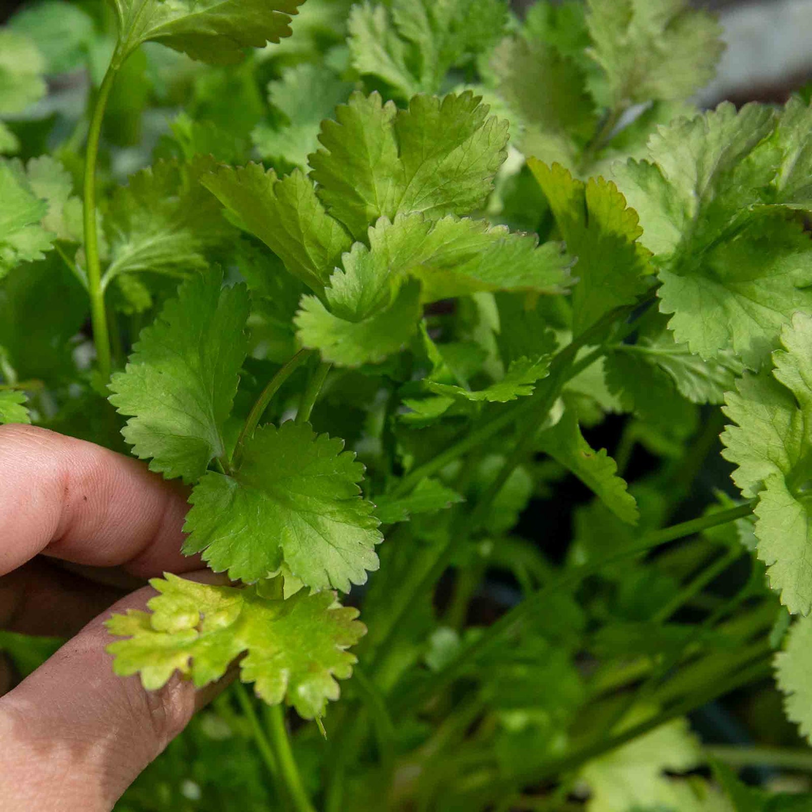 Coriander Plant Large Potted 35cm | 1 x 1L | Green
