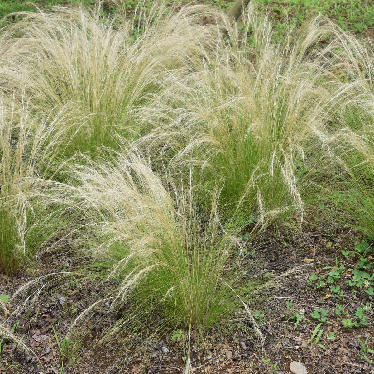 Mexican Feather Grass - Stipa Tenuifolia 'Pony Tails' - H20-30cm - ⌀9cm | Set of 9 | Green