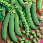 Season-long Pea Collection — 3 Varieties Multi-sown | 12 x Plug Plants | Green