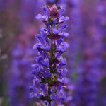 Salvia 'salvatore Blue' - Compact Indigo-blue, Pollinator-friendly Perennial Jumbo Plug Plants | Set of 6 | Purple