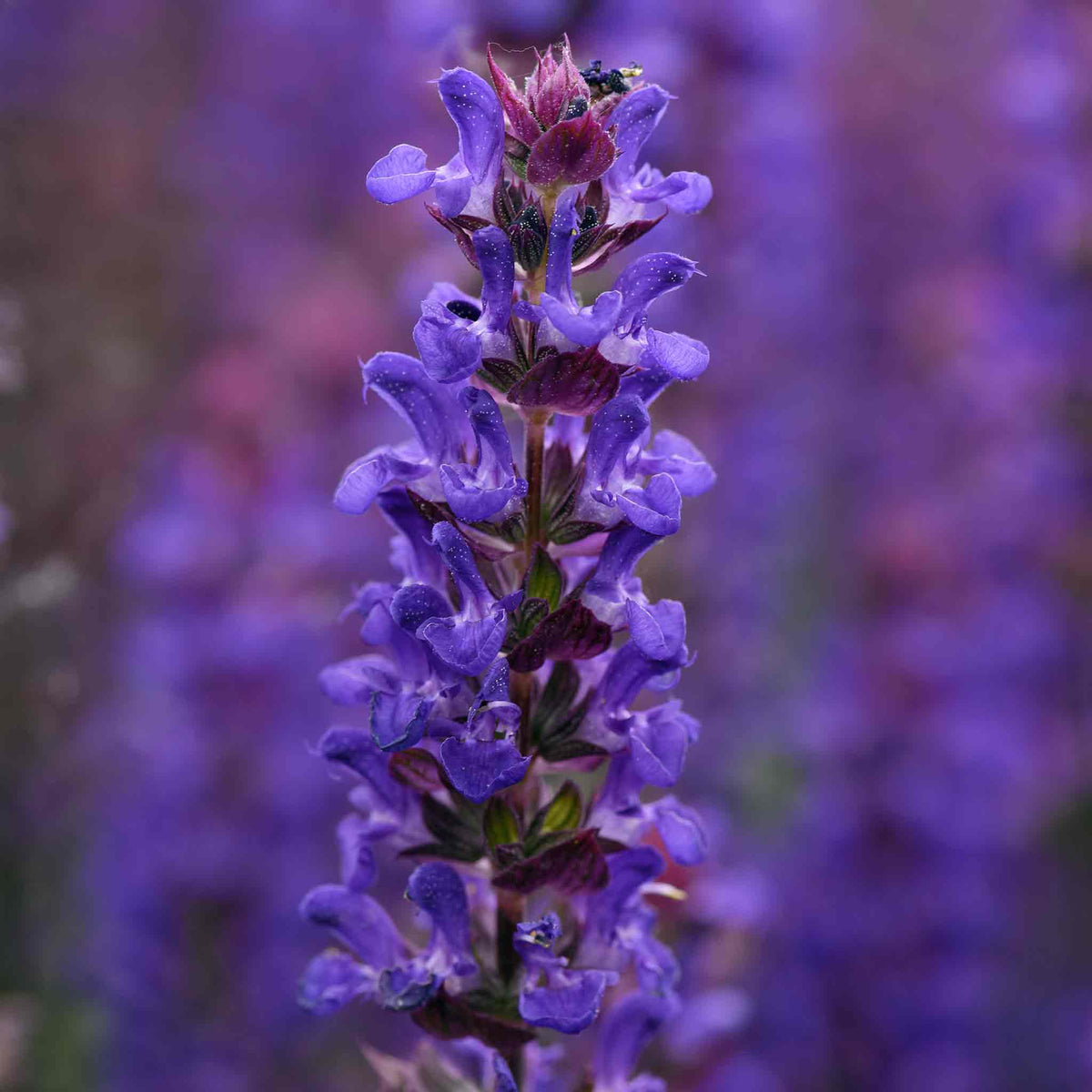 Salvia 'salvatore Blue' - Compact Indigo-blue, Pollinator-friendly Perennial Jumbo Plug Plants | Set of 3 | Purple