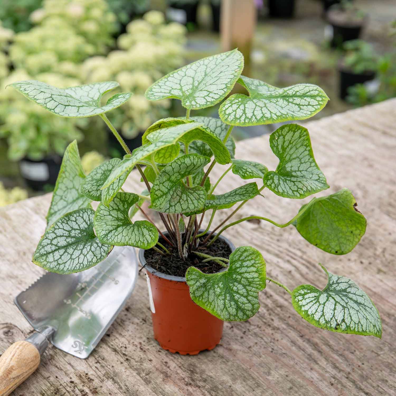 Brunnera Macrophylla 'jack Frost' – Silver-marbled Foliage & Blue Spring Flowers | 1 x 9cm | Multi
