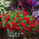 Petunia Surfinia 'deep Red' Plug Plant | 6 x Plug Plants | Deep Red