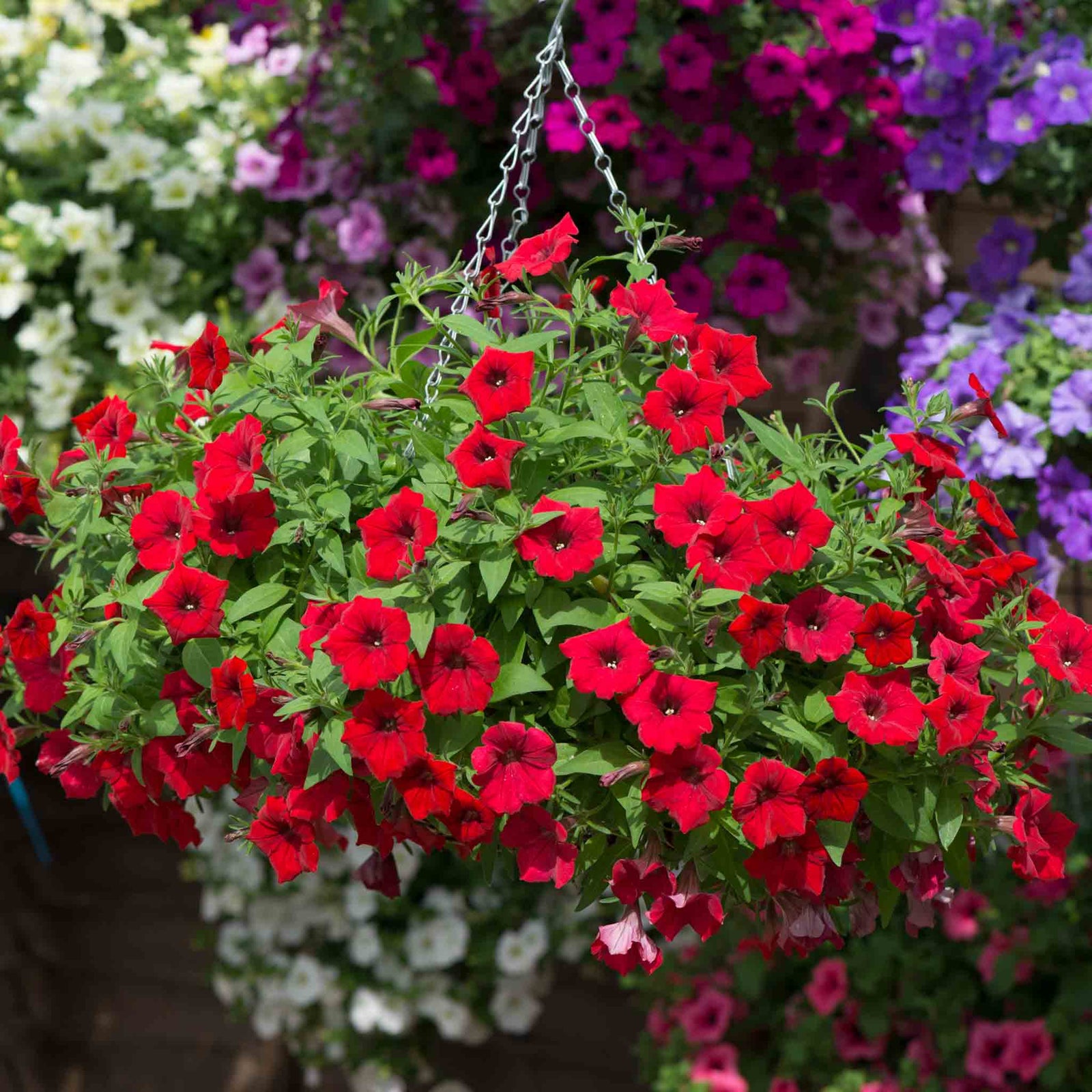 Petunia Surfinia 'deep Red' Plug Plant | 6 x Plug Plants | Deep Red