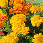 Thompson & Morgan Marigold Zenith Mixed Summer To Autumn Flowering 12 X Garden Ready Plants