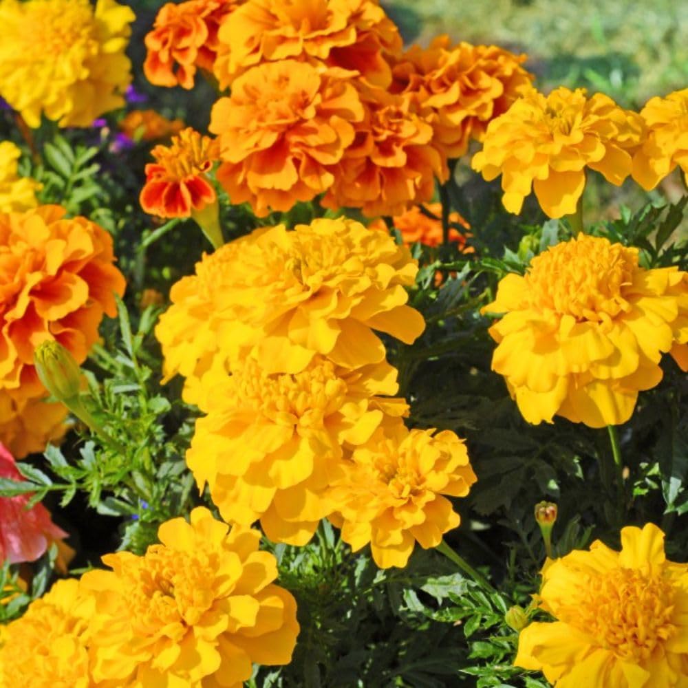 Thompson & Morgan Marigold Zenith Mixed Summer To Autumn Flowering 12 X Garden Ready Plants