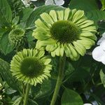 Echinacea Purpurea Green Jewel 9cm Pots | 3 x 9cm | Green