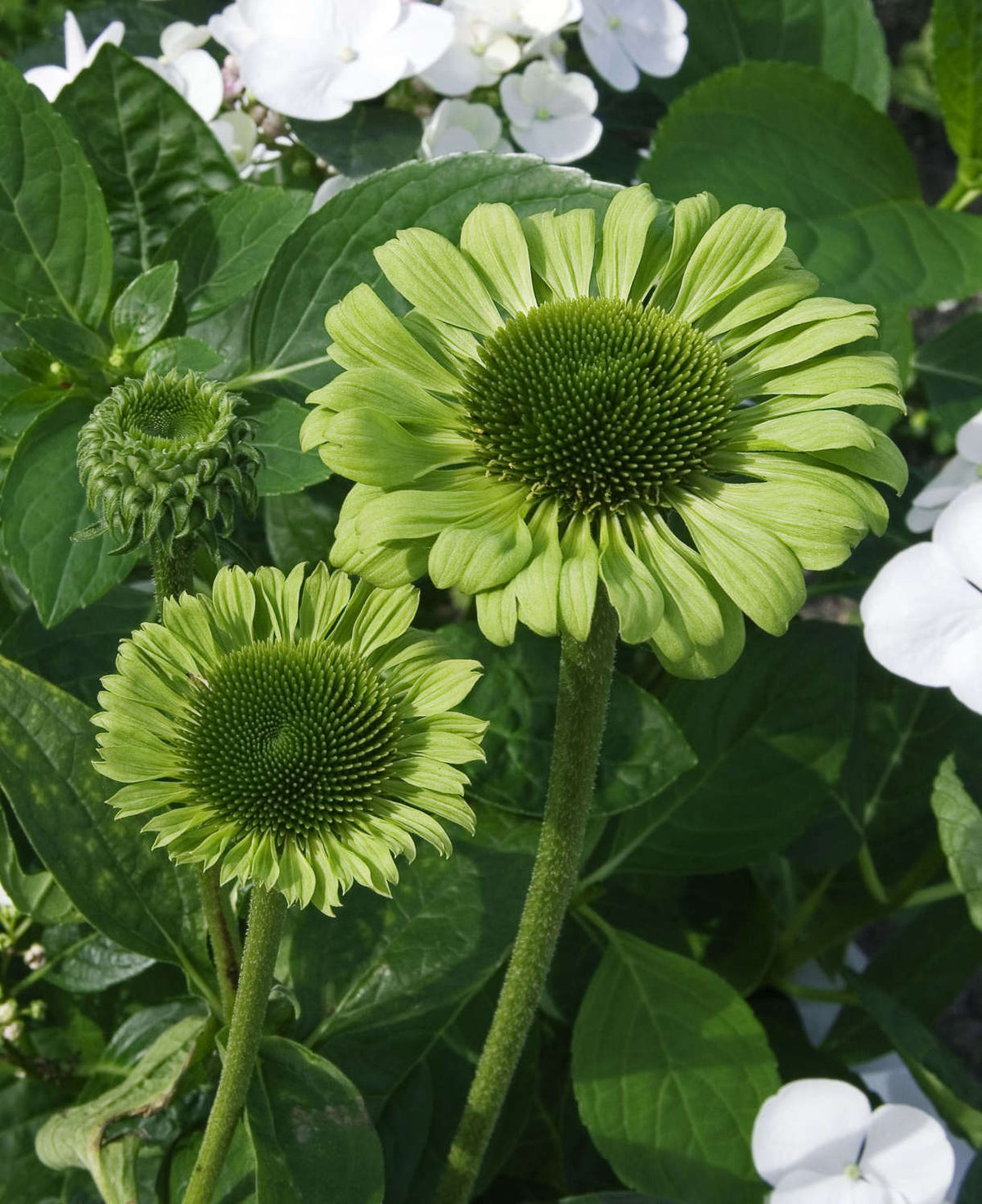 Echinacea Purpurea Green Jewel 9cm Pots | 3 x 9cm | Green