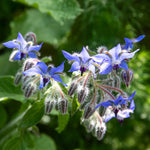 Borage Plant - 9cm Annual Herb, Pollinator-friendly