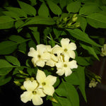 Hayloft Jasminum Officinale Clotted Cream - 9cm Pot