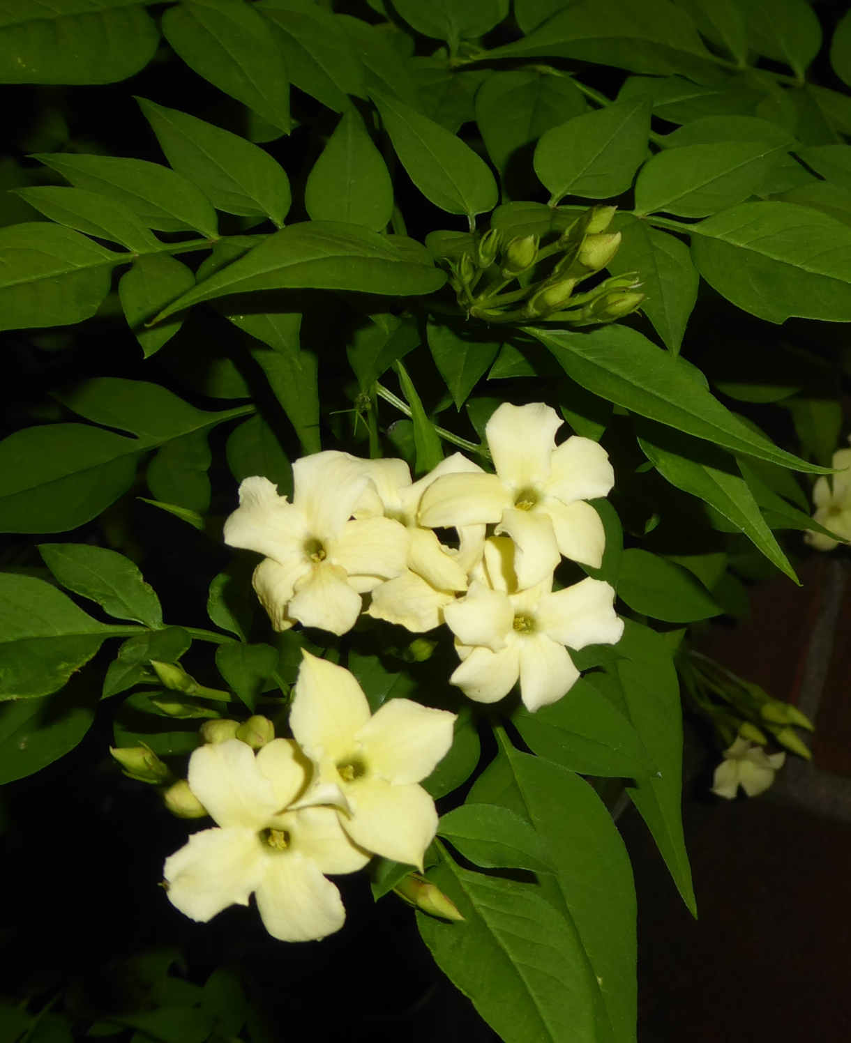 Hayloft Jasminum Officinale Clotted Cream - 9cm Pot