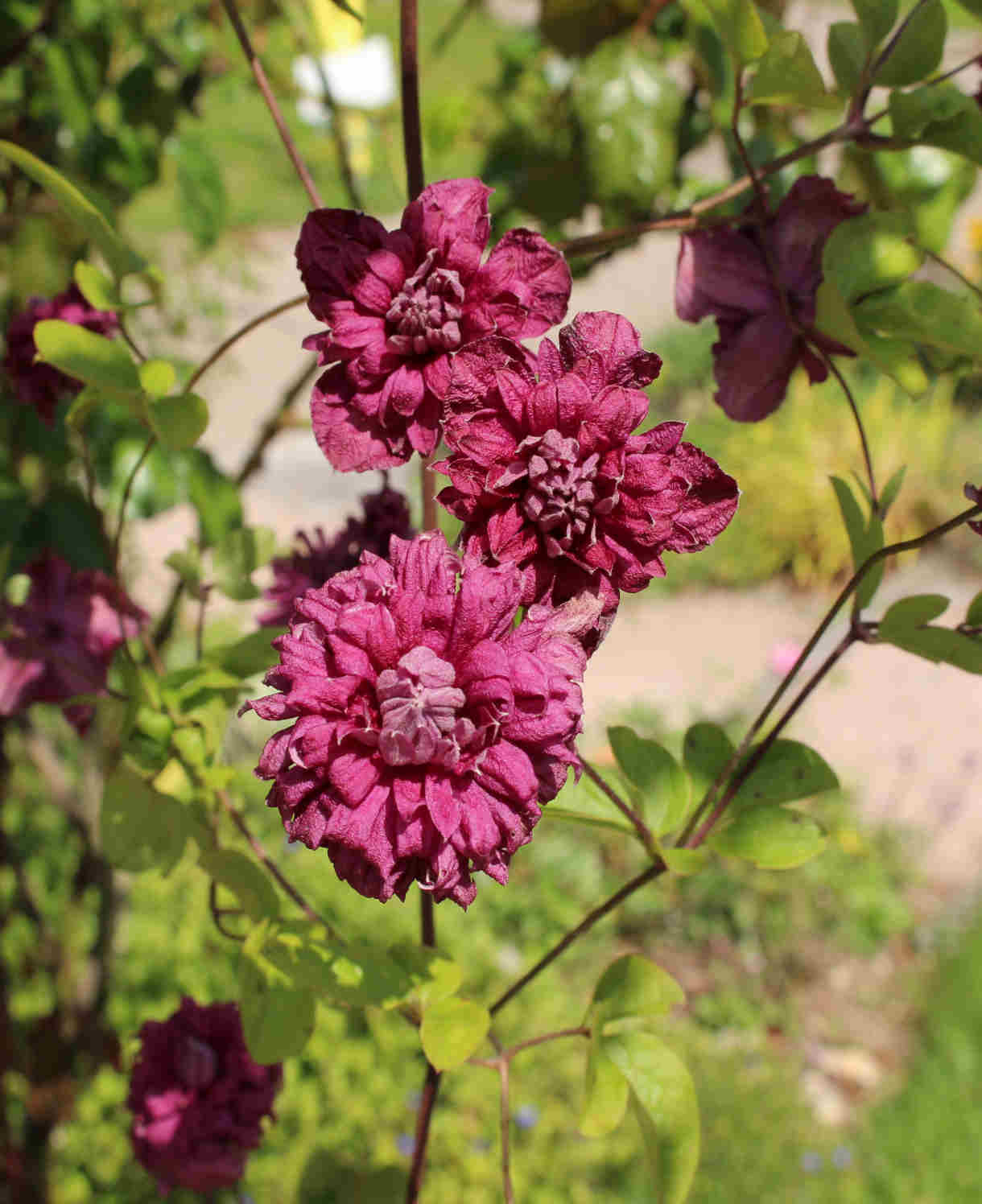 Clematis Viticella 'purpurea Plena Elegans' - 8cm Pots | Set-of-1 | Purple