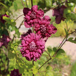 Clematis Viticella 'purpurea Plena Elegans' - 8cm Pots | Set-of-1 | Purple