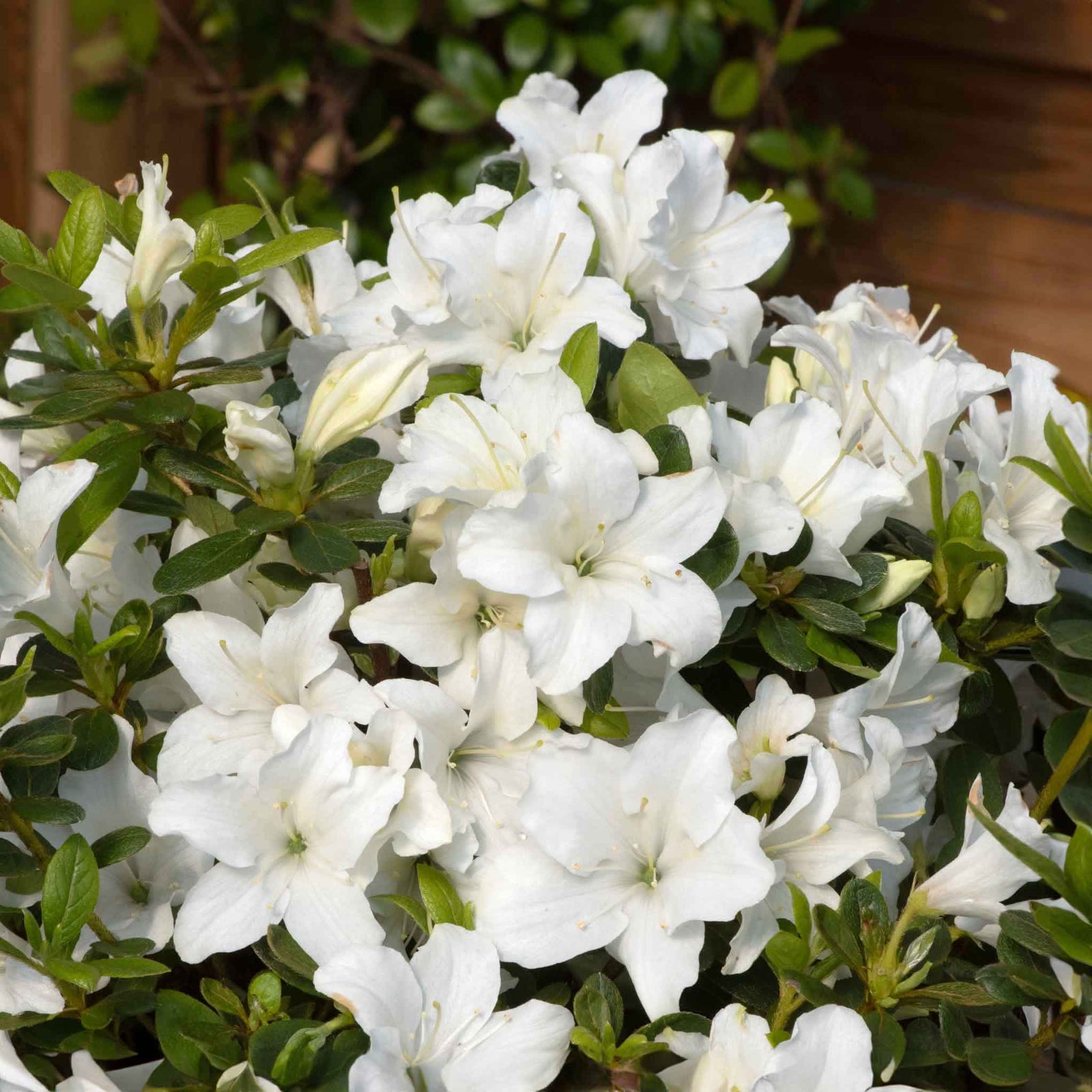 Azalea 'encore Pure White' Compact Semi-evergreen | 1 x 9cm | White