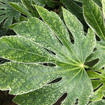 Fatsia Japonica Spiders Web Variegated Evergreen Shrub Plant Large In A 3 Litre Pot
